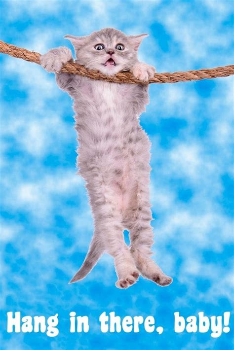 kitten hanging in there|hang in there baby original.